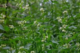 Attēlu rezultāti vaicājumam “Vincetoxicum hirundinaria”