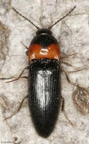 Attēlu rezultāti vaicājumam “Cidnopus aeruginosus”