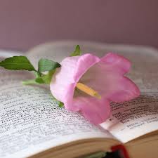 Image result for Marienglockenblumen