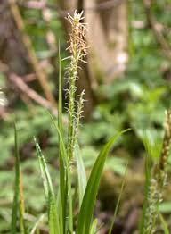 Attēlu rezultāti vaicājumam “Carex sylvatica flower”