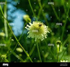 Image result for Scabiosa ochroleuca