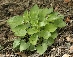 Attēlu rezultāti vaicājumam “Viola collina”