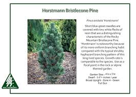 Attēlu rezultāti vaicājumam “Pinus”