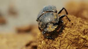 Attēlu rezultāti vaicājumam “Hylastes sp.”