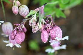 Attēlu rezultāti vaicājumam “Silene viscaria bud”