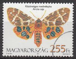 Attēlu rezultāti vaicājumam “Arctia caja”