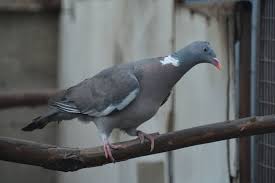 Image result for Columba palumbus