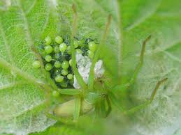 Attēlu rezultāti vaicājumam “Micrommata virescens”