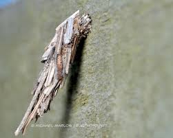 Attēlu rezultāti vaicājumam “Psychidae”