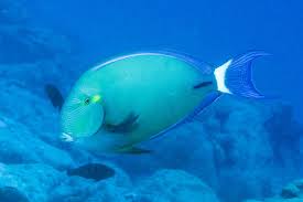 Image result for Acanthurus blochii