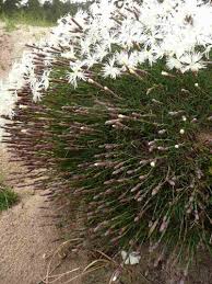Attēlu rezultāti vaicājumam “Dianthus arenarius flower”