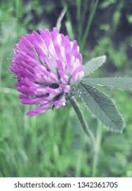 Attēlu rezultāti vaicājumam “Trifolium alpestre flower”