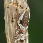 Attēlu rezultāti vaicājumam “Ancylis myrtillana”