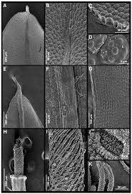 Attēlu rezultāti vaicājumam “Tortula subulata sporophyte”
