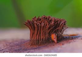 Attēlu rezultāti vaicājumam “Stemonitis flavogenita”