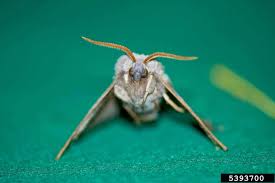 Attēlu rezultāti vaicājumam “Laothoe populi”