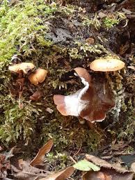 Attēlu rezultāti vaicājumam “Physarum licheniforme sessile”