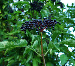 Attēlu rezultāti vaicājumam “Sambucus nigra fruit”