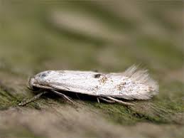 Attēlu rezultāti vaicājumam “Elachista maculicerusella”