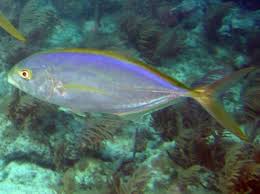 Image result for Caranx bartholomaei