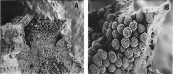 Attēlu rezultāti vaicājumam “Coleosporium sp.”