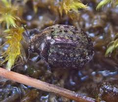 Attēlu rezultāti vaicājumam “Cytilus sericeus”