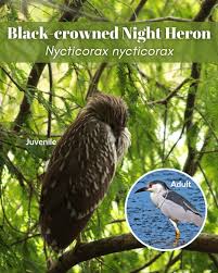 Image result for Nycticorax nycticorax