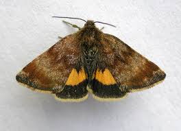 Attēlu rezultāti vaicājumam “Panemeria tenebrata”