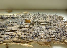 Attēlu rezultāti vaicājumam “Collaria rubens”