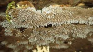 Attēlu rezultāti vaicājumam “Ceratiomyxa fruticulosa”