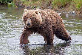 Image result for brown bear