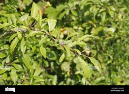 Attēlu rezultāti vaicājumam “Prunus spinosa leaf”