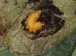 Attēlu rezultāti vaicājumam “Apoderus coryli”