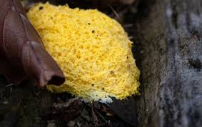 Attēlu rezultāti vaicājumam “Lignydium muscorum plasmodium”