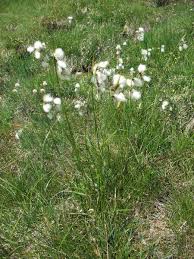 Attēlu rezultāti vaicājumam “Eriophorum latifolium flower”
