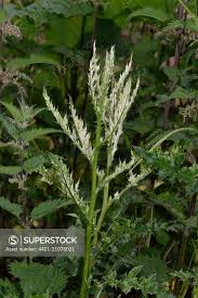 Attēlu rezultāti vaicājumam “Cirsium arvense leaf”