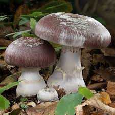 Attēlu rezultāti vaicājumam “Cortinarius praestans”