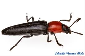 Attēlu rezultāti vaicājumam “Erotylidae”