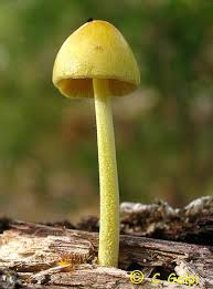 Attēlu rezultāti vaicājumam “Bolbitius vitellinus”