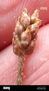 Attēlu rezultāti vaicājumam “Plantago uniflora flower”