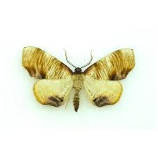 Attēlu rezultāti vaicājumam “Selenia dentaria imago”