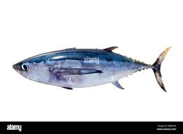 Image result for Thunnus alalunga