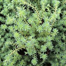 Attēlu rezultāti vaicājumam “Sedum hispanicum leaf”