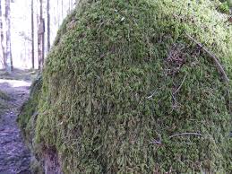 Attēlu rezultāti vaicājumam “Leiocolea rutheana sporophyte”