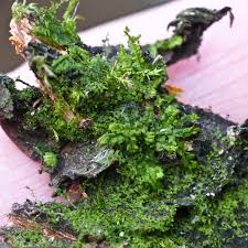 Attēlu rezultāti vaicājumam “Lophocolea minor”