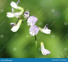 Attēlu rezultāti vaicājumam “Vicia sylvatica”