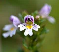 Attēlu rezultāti vaicājumam “Euphrasia”