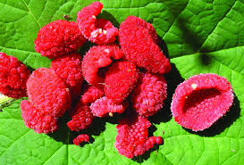 Attēlu rezultāti vaicājumam “Rubus parviflorus fruit”