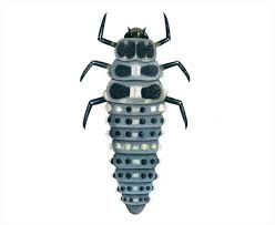 Attēlu rezultāti vaicājumam “Hippodamia tredecimpunctata”