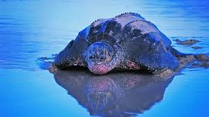 Image result for Dermochelys coriacea